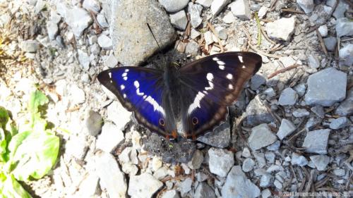 Apatura iris